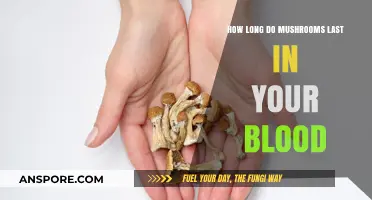 Mushrooms in Your Blood: Duration and Detection Explained