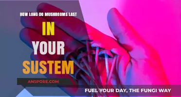 Mushrooms in Your System: Duration and Factors Affecting Their Presence