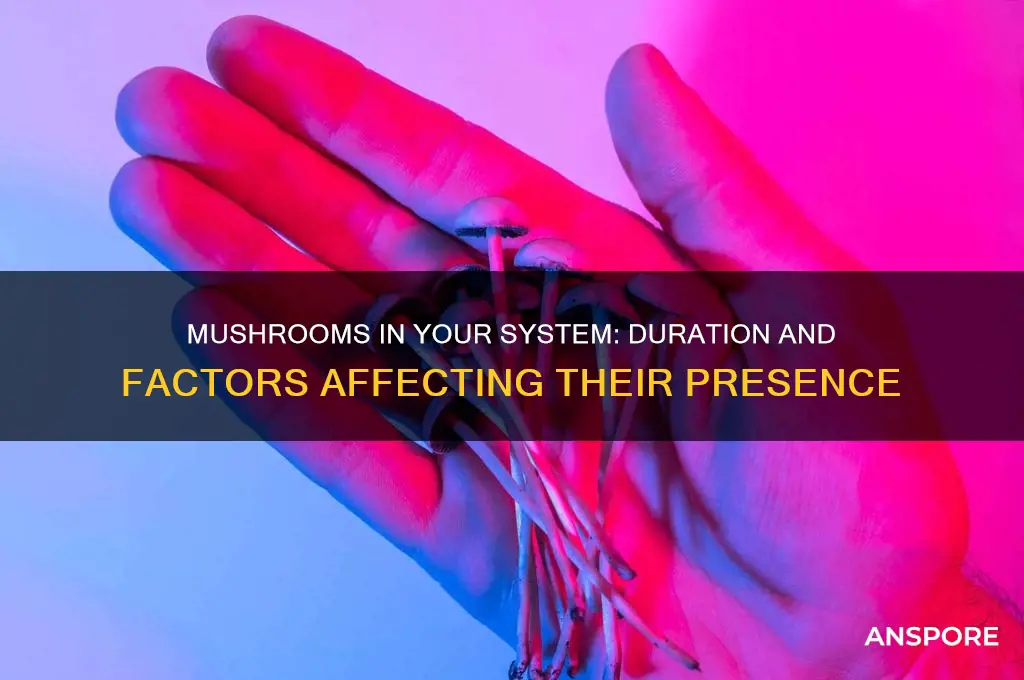 how long do mushrooms last in your sustem