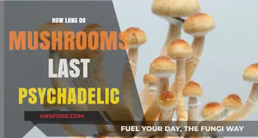 Psychedelic Mushrooms Shelf Life: Duration, Storage, and Potency Explained