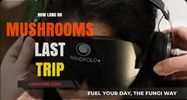 Understanding the Duration of a Mushroom Trip: What to Expect