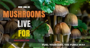 Understanding the Lifespan of Mushrooms: How Long Do They Live?
