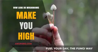 Exploring the Duration of a Mushroom High: What to Expect
