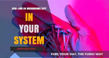 How Long Do Mushrooms Stay in Your System?