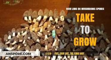 Mushroom Spores Growth Timeline: From Inoculation to Fruiting Bodies