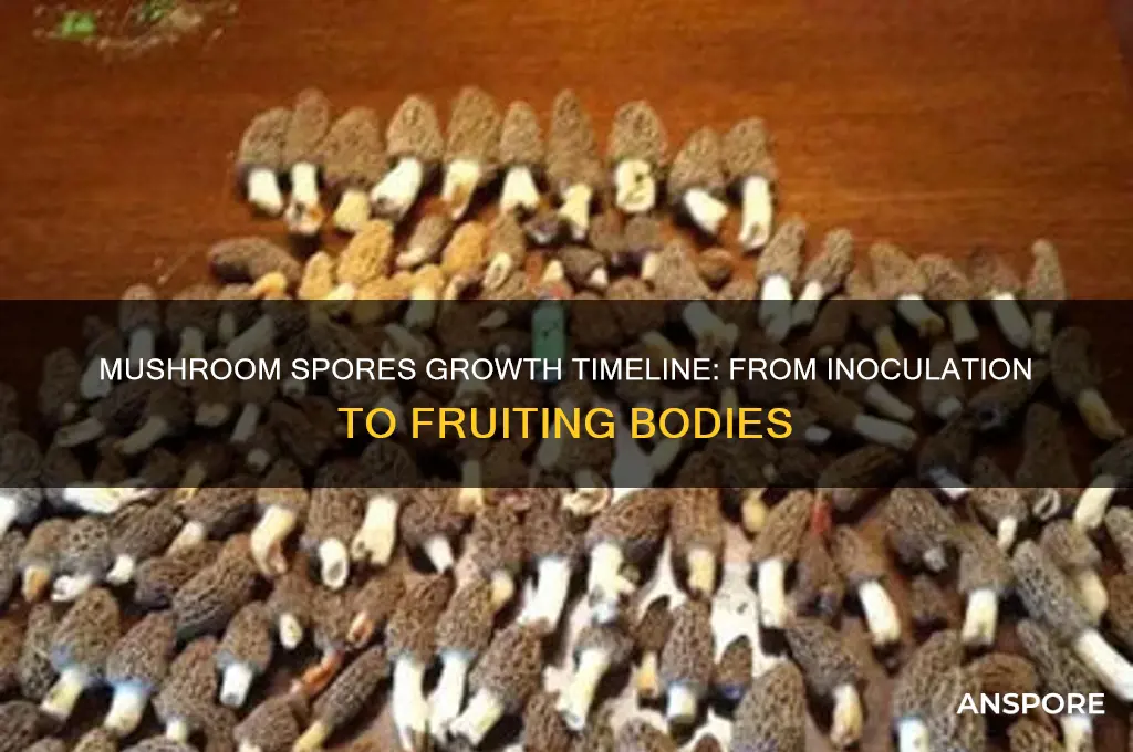 how long do mushrooms spores take to grow