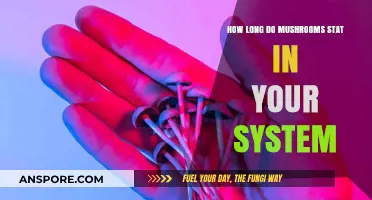 How Long Do Mushrooms Stay in Your System?