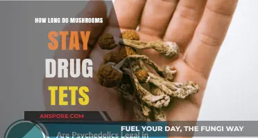 Mushroom Drug Test Detection Times: How Long Do They Last?