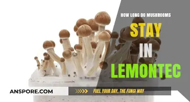 Mushrooms in LemonTek: Duration and Storage Tips Explained