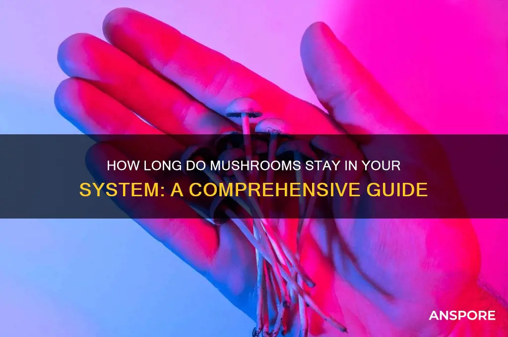 how long do mushrooms stay in sytem