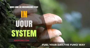 How Long Do Mushrooms Stay in Your System?