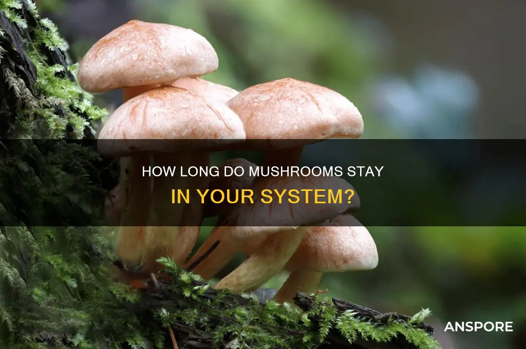 how long do mushrooms stay in uour system