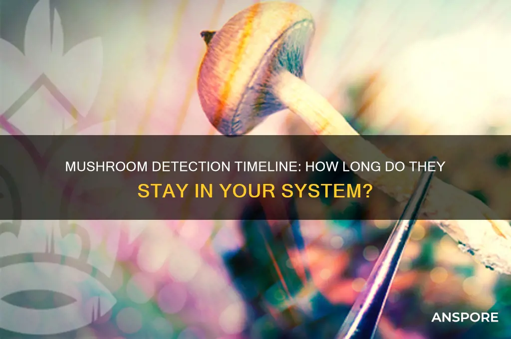 how long do mushrooms stay in your a ystem