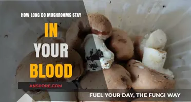 Mushrooms in Your Blood: Duration and Detection Explained