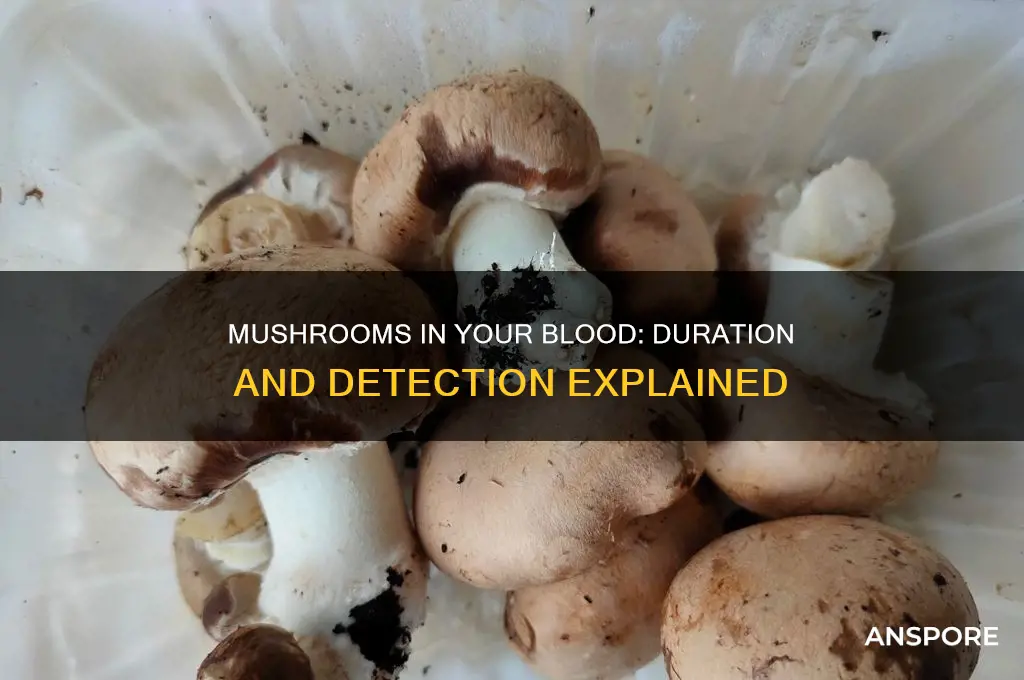 how long do mushrooms stay in your blood