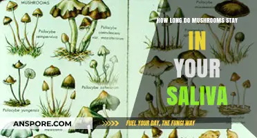 Mushrooms in Saliva: Duration and Detection Explained Simply