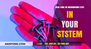 How Long Do Mushrooms Stay in Your System: A Comprehensive Guide
