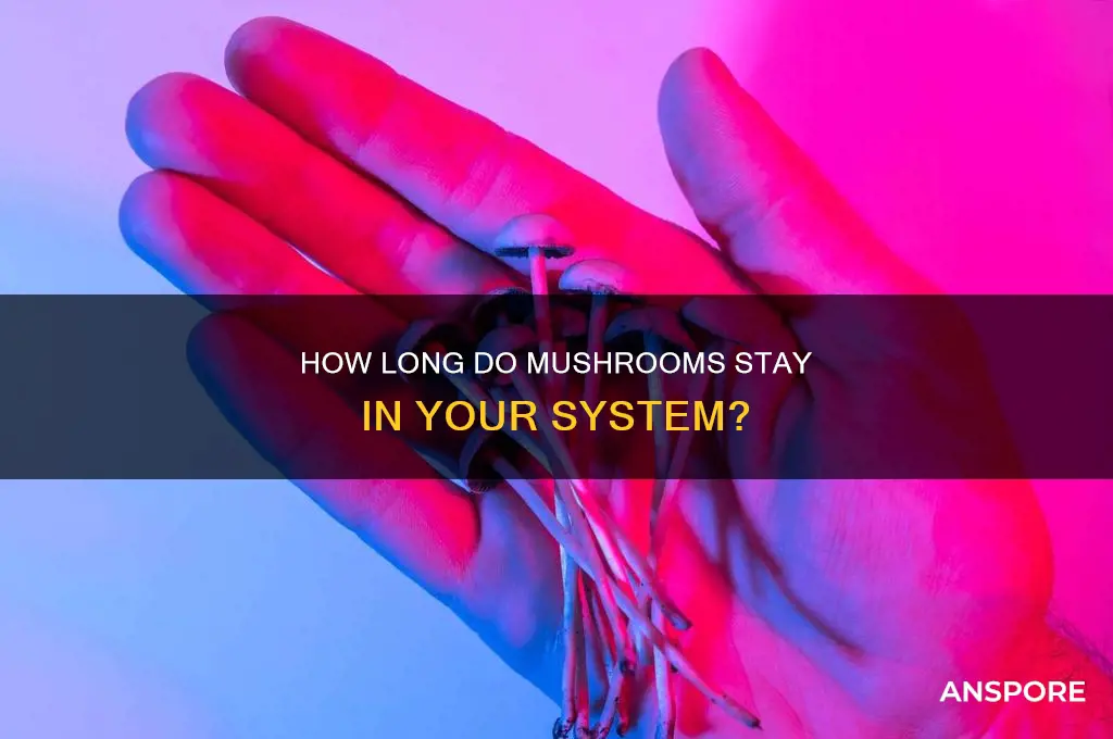 how long do mushrooms stay in your sys