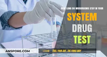 How Long Do Mushrooms Stay Detectable in Drug Tests?
