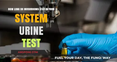 How Long Do Mushrooms Appear in Urine Tests After Consumption?