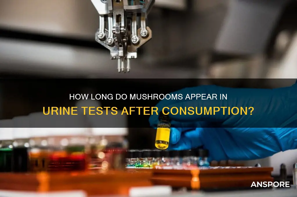 how long do mushrooms stay in your system urine test