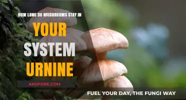 How Long Do Mushrooms Stay Detectable in Your Urine?