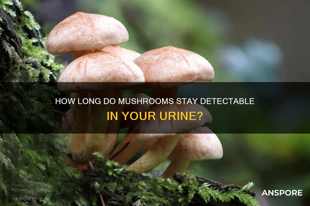 how long do mushrooms stay in your system urnine