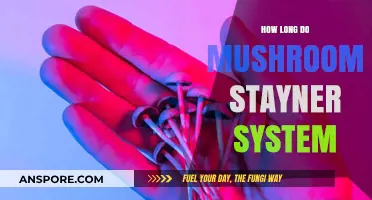 How Long Do Mushrooms Stay in Your System: A Comprehensive Guide