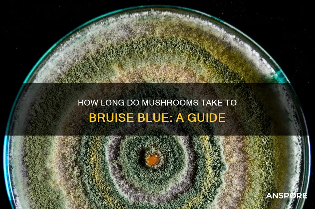 how long do mushrooms take to bruis blue