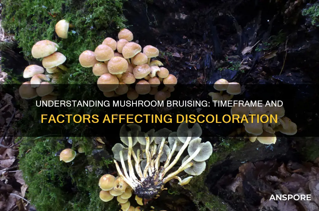 how long do mushrooms take to bruise