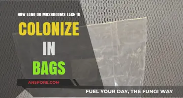 Mushroom Colonization Timeline: How Long Do Bags Take to Fully Colonize?