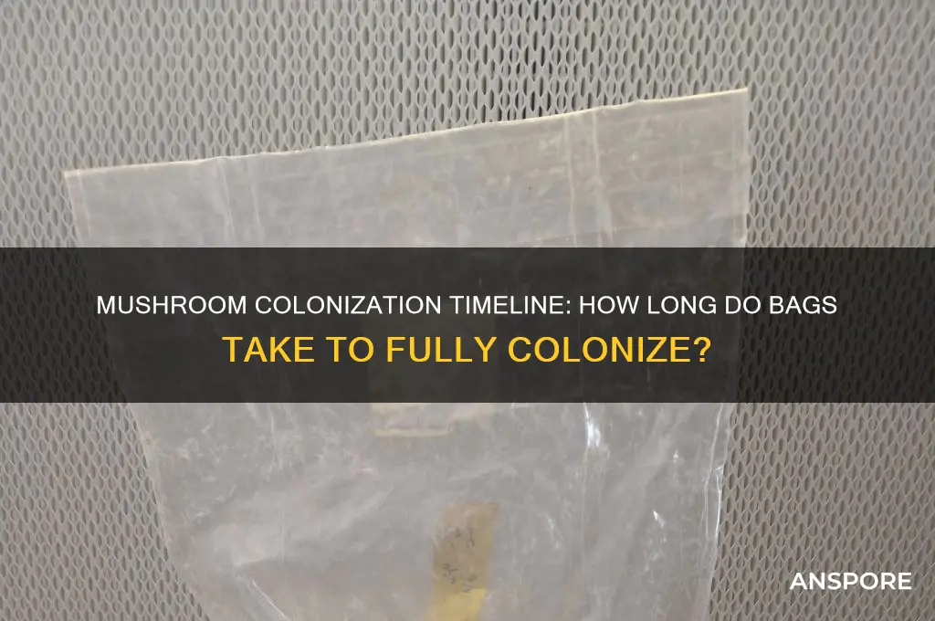 how long do mushrooms take to colonize in bags