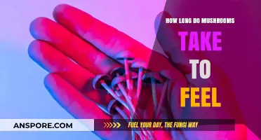 Exploring the Timeline: How Long Do Mushrooms Take to Feel?