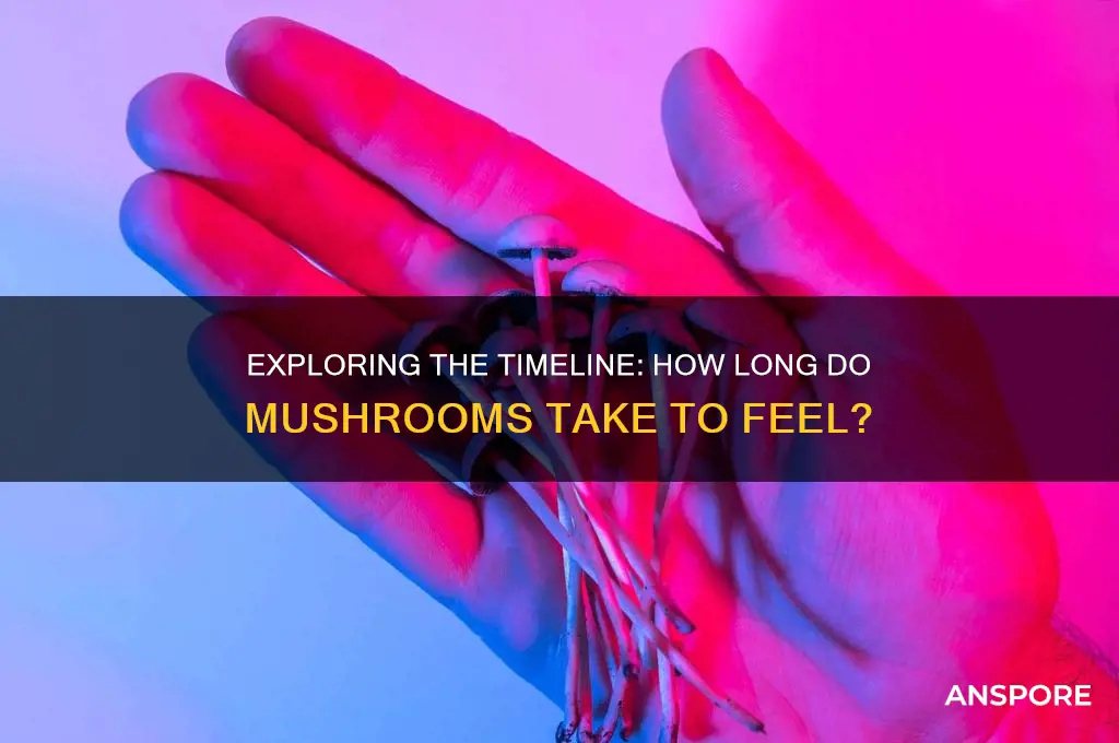 how long do mushrooms take to feel