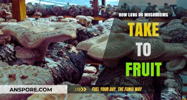 Mushroom Fruiting Timeline: Understanding Growth Stages and Harvest Times