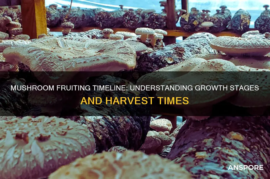 how long do mushrooms take to fruit