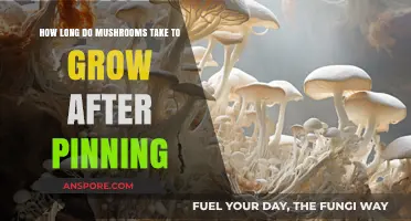Mushroom Growth Timeline: Post-Pinning Development Explained in Detail
