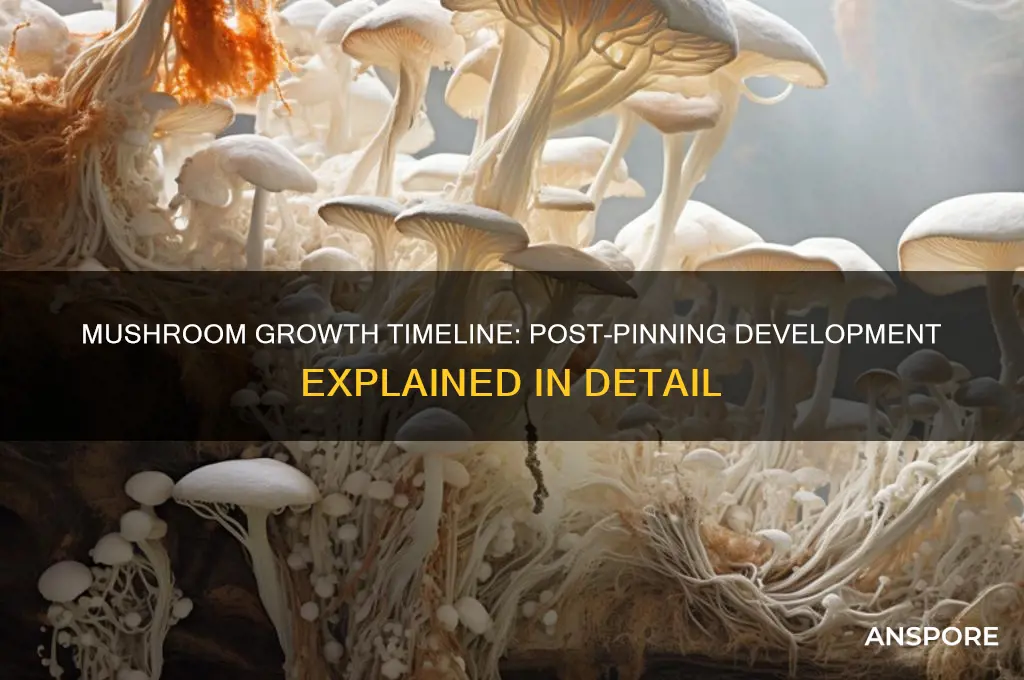 how long do mushrooms take to grow after pinning