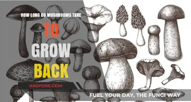 Mushroom Regrowth Timeline: How Long Until Your Next Harvest?