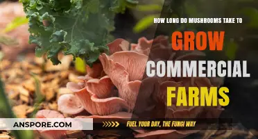 Commercial Mushroom Farming: Understanding the Timeframe for Optimal Growth