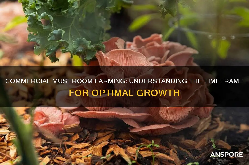 how long do mushrooms take to grow commercial farms