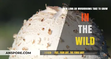 Wild Mushroom Growth Timeline: Factors Affecting Their Natural Development