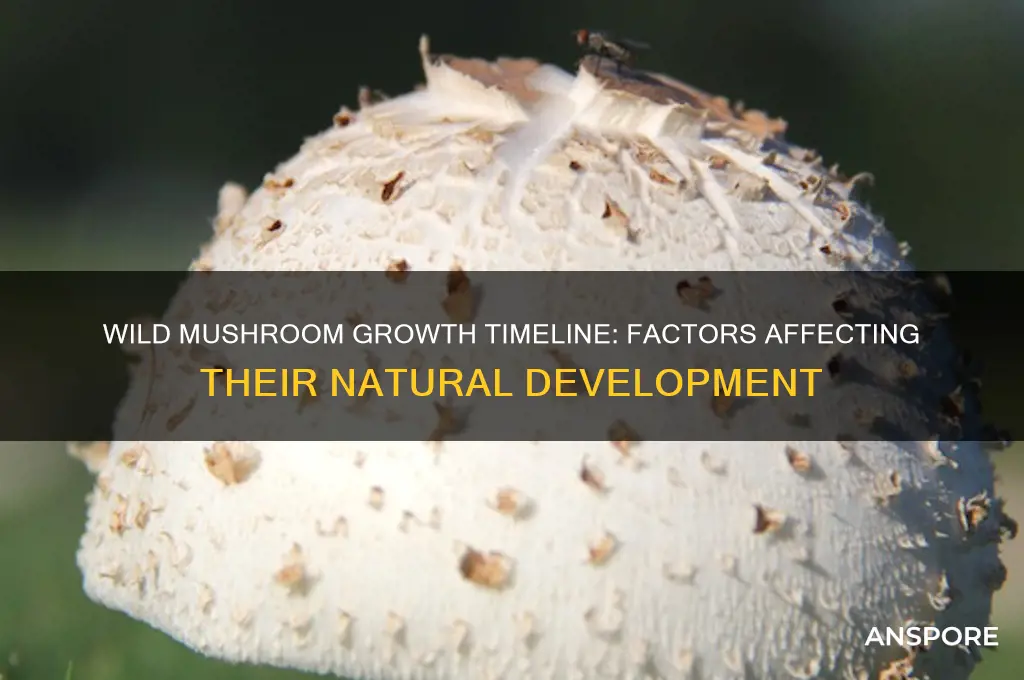 how long do mushrooms take to grow in the wild