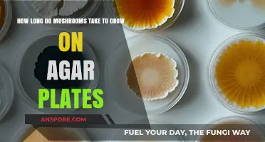 Growing Mushrooms on Agar: Understanding the Timeframe for Optimal Results