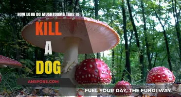Deadly Mushroom Poisoning in Dogs: How Long Until It's Too Late?