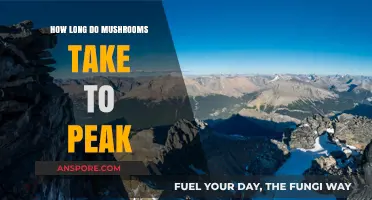 Mushroom Peak Time: Understanding the Duration of Psychedelic Effects