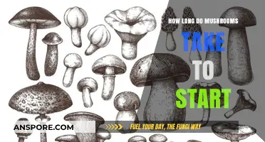 Mushroom Growth Timeline: When to Expect Your First Harvest