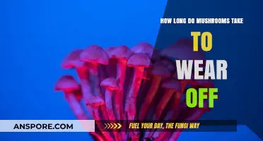 How Long Do Mushroom Effects Last and When Do They Wear Off?