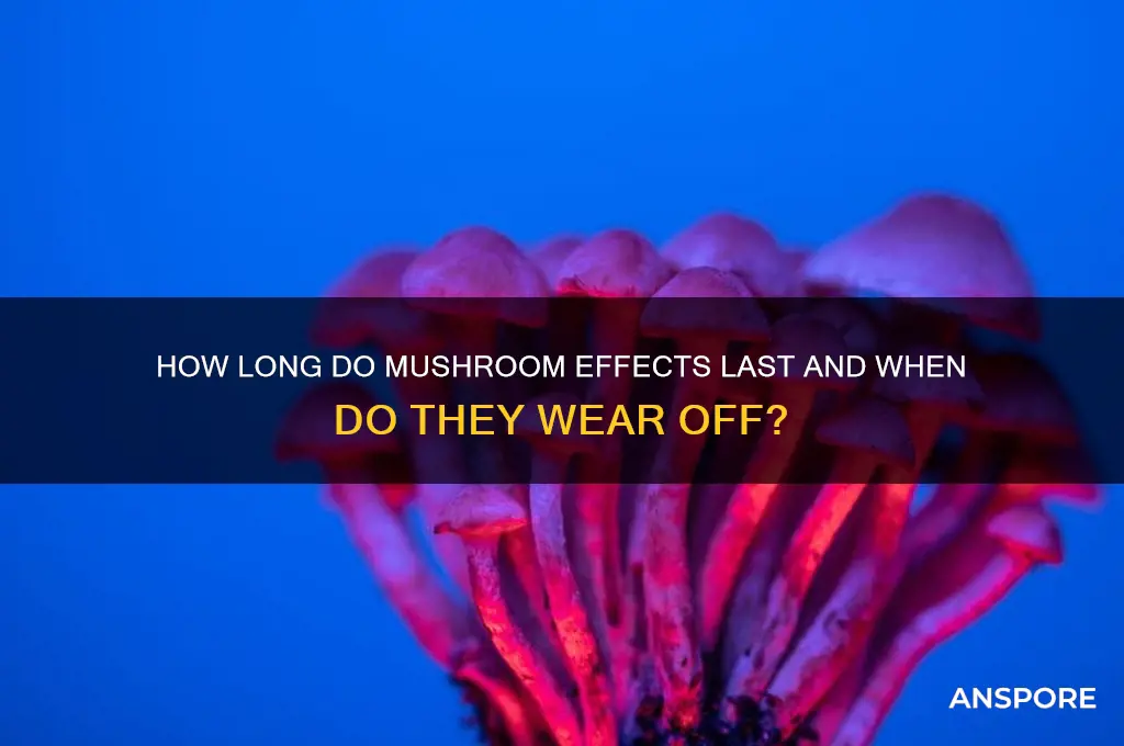 how long do mushrooms take to wear off