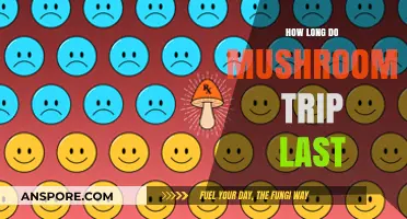 Understanding the Duration of a Mushroom Trip: What to Expect